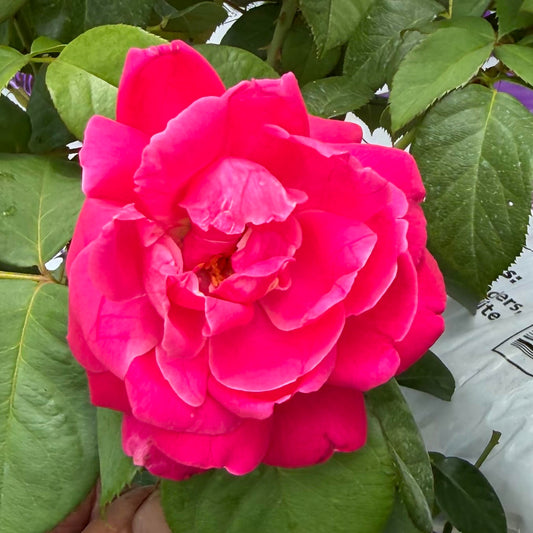 Hybrid Tea Rose Bush 'Grande Dame'