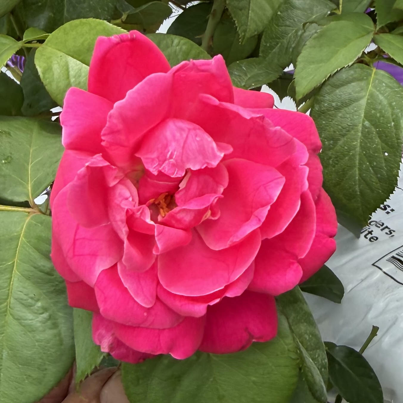 Hybrid Tea Tall Tree Rose 'Grande Dame'