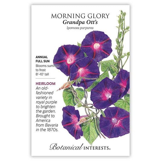 Morning Glory seeds 'Grandpa Otts'