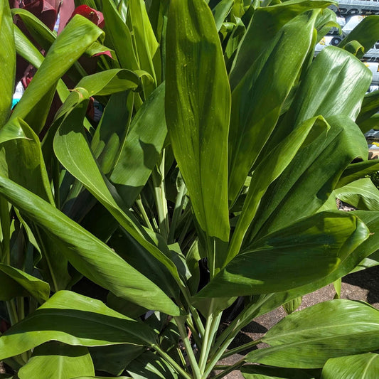 Ti Leaf, Green Skirt