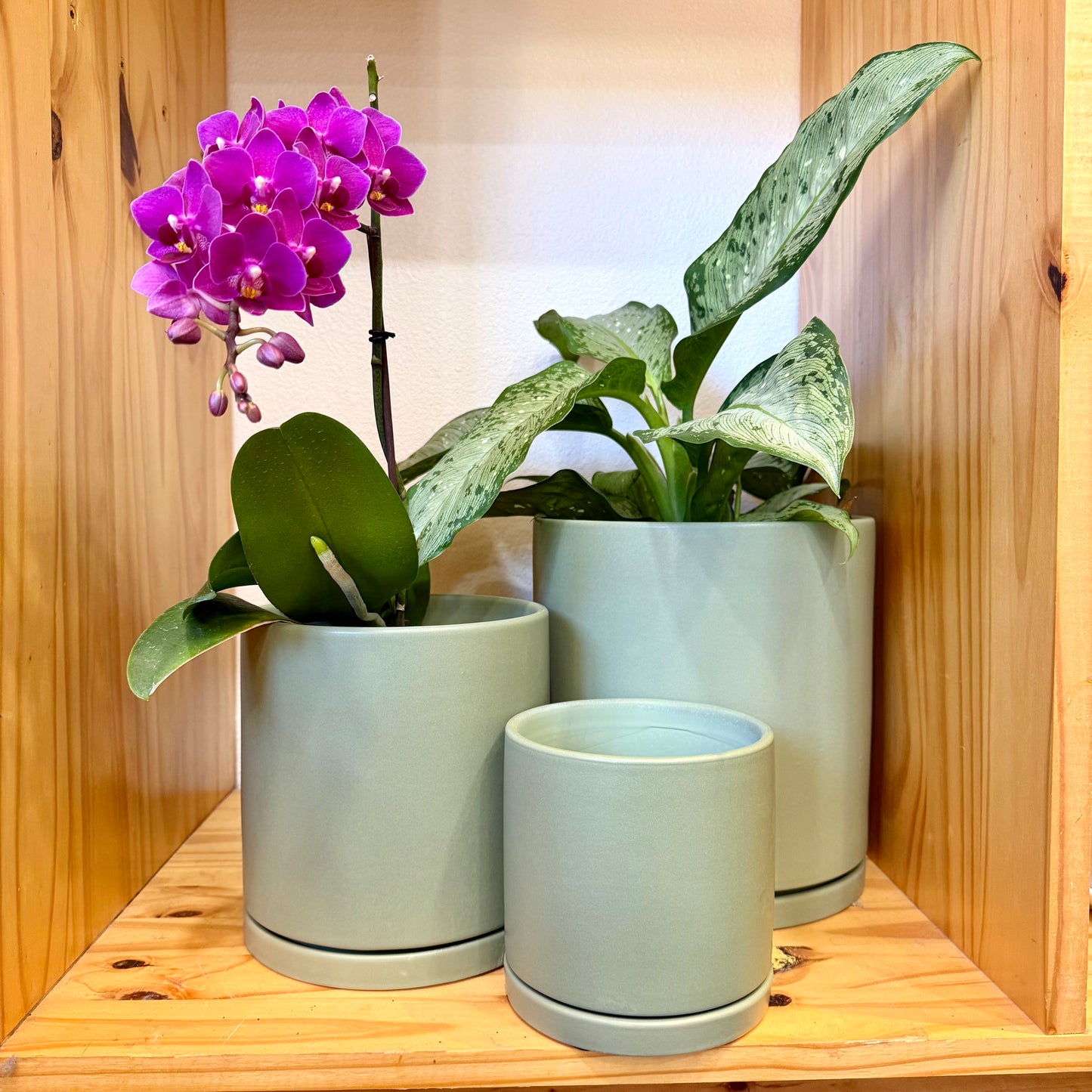 Austin Planters