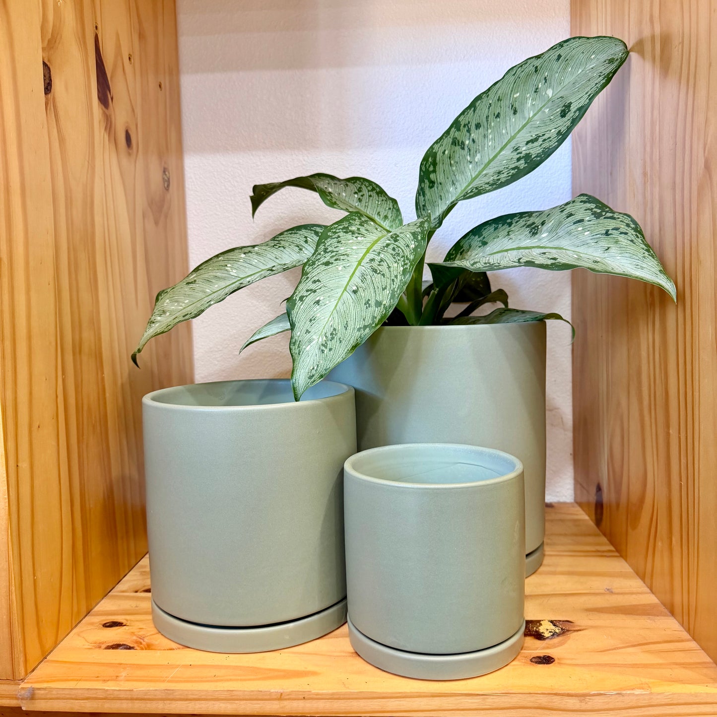 Austin Planters