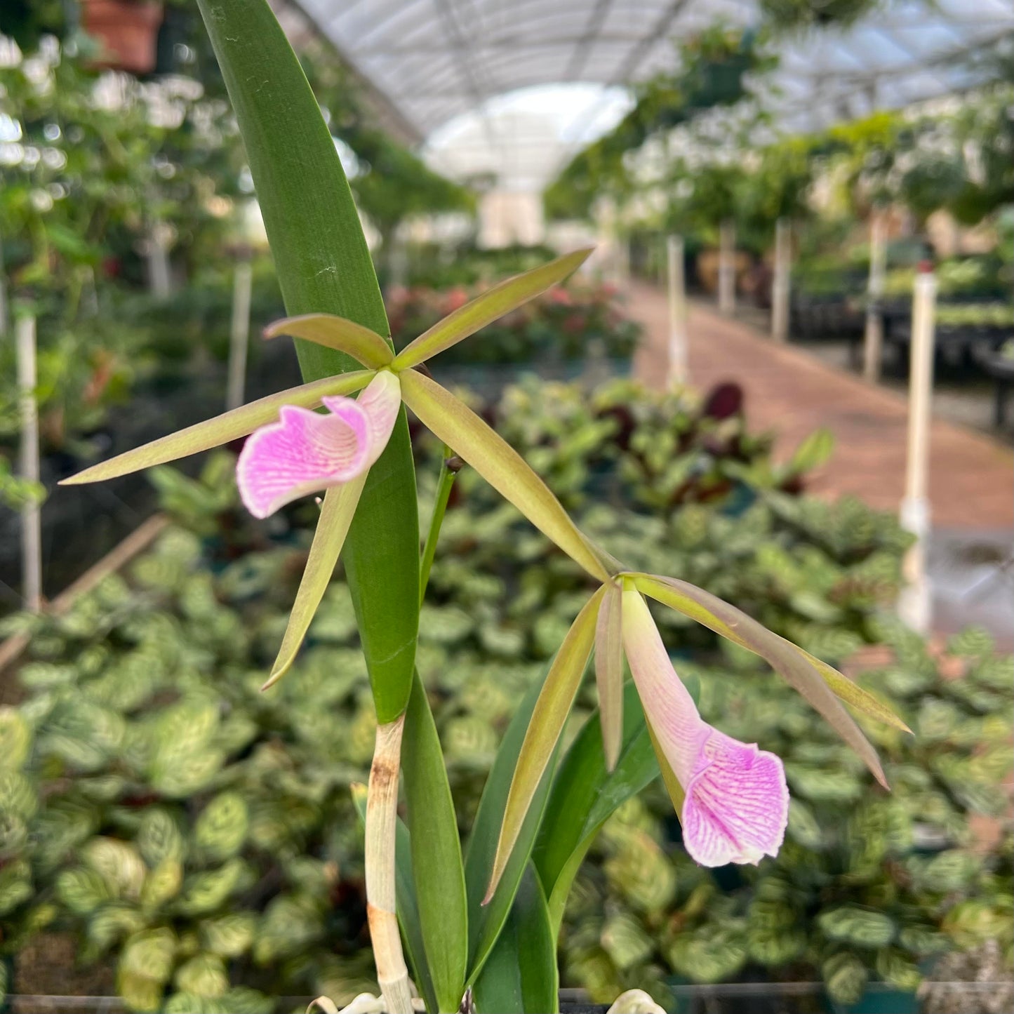 Cattleya Orchids