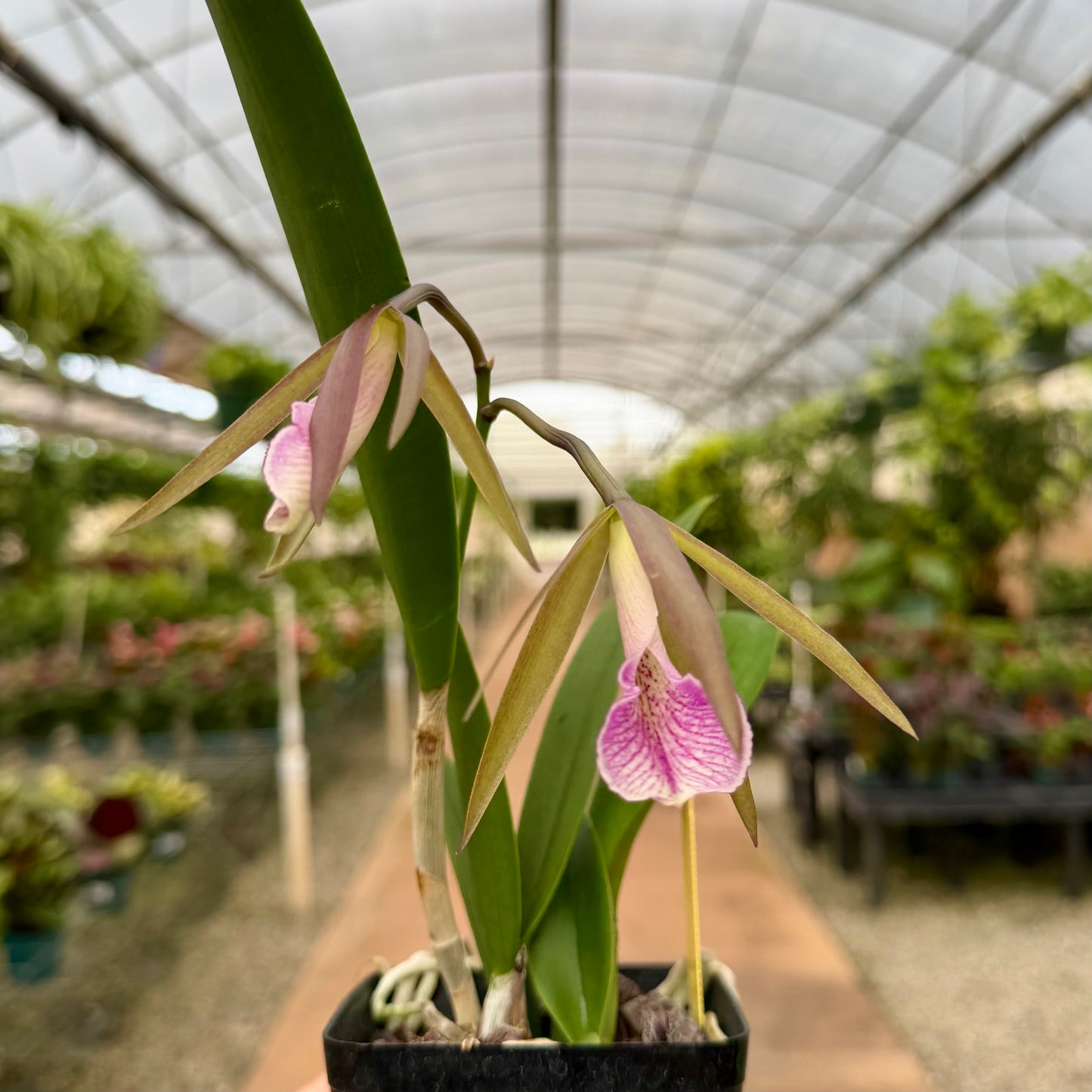Cattleya Orchids