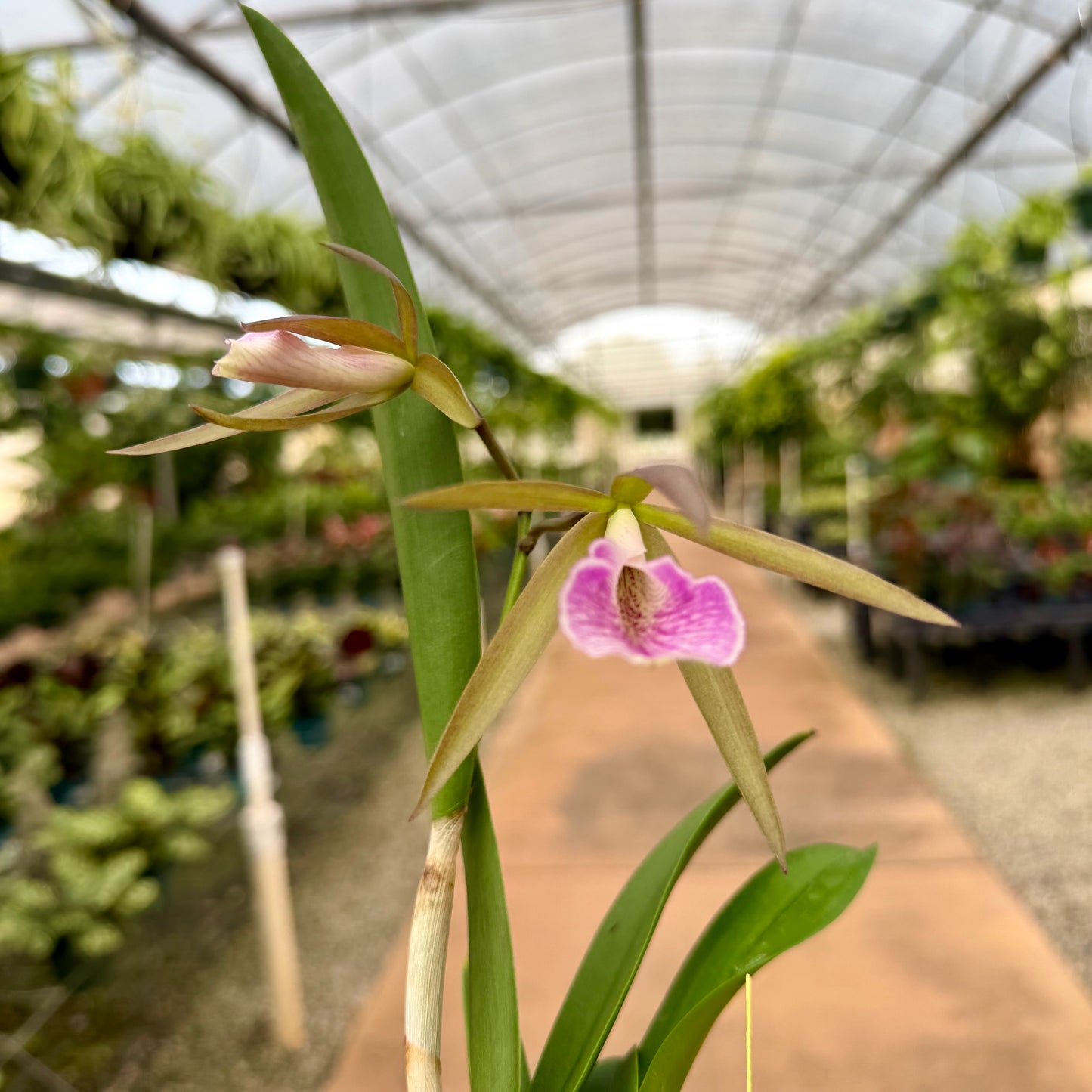 Cattleya Orchids