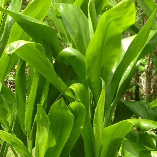 Ti Leaf, Green