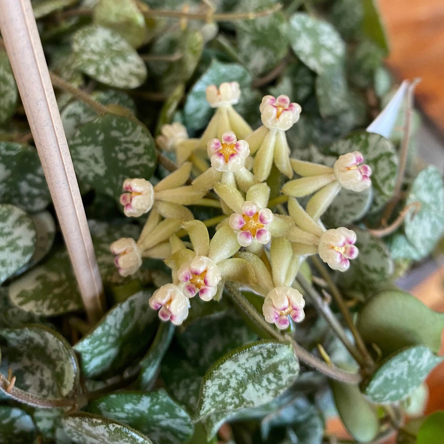 Hoya Curtisii