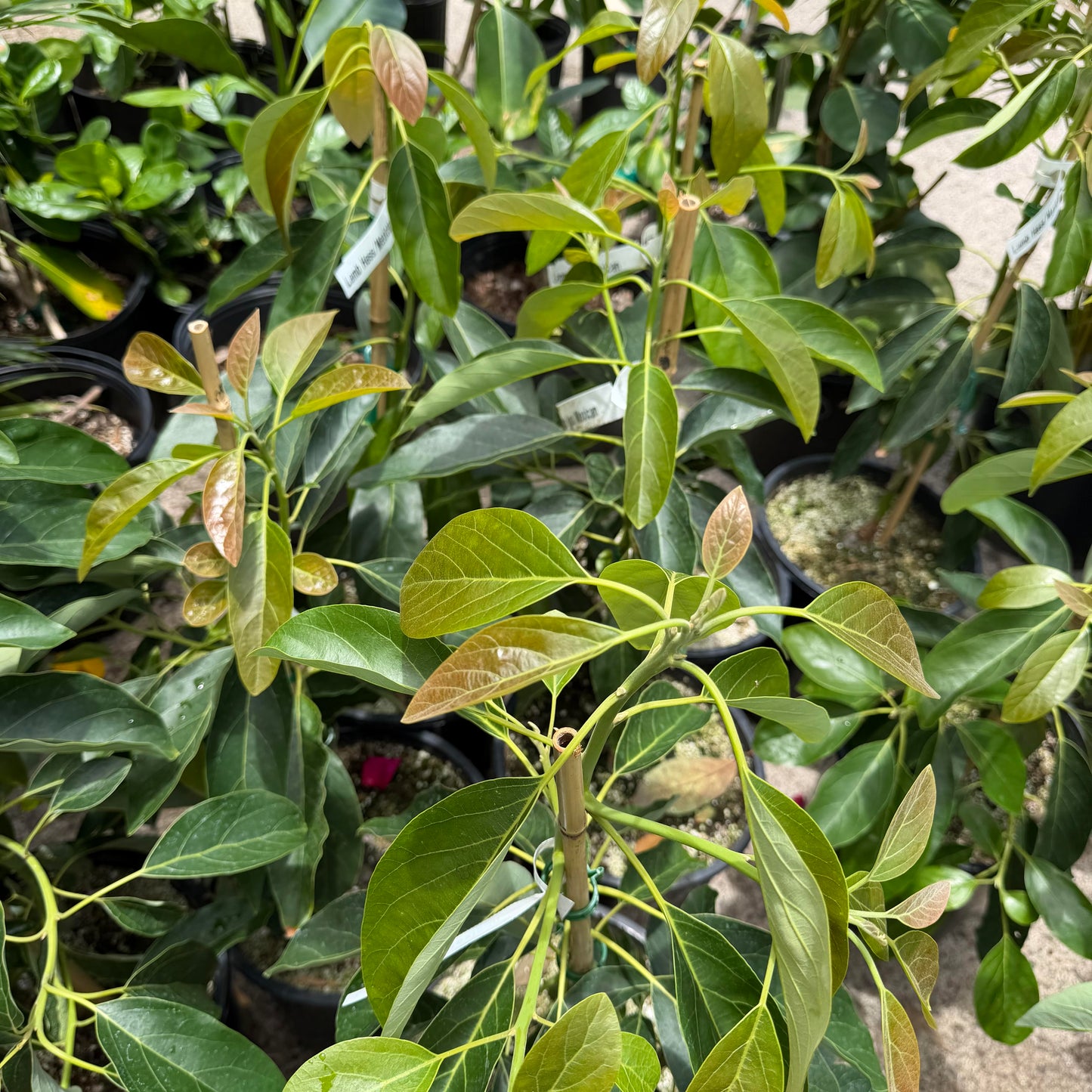 Avocado