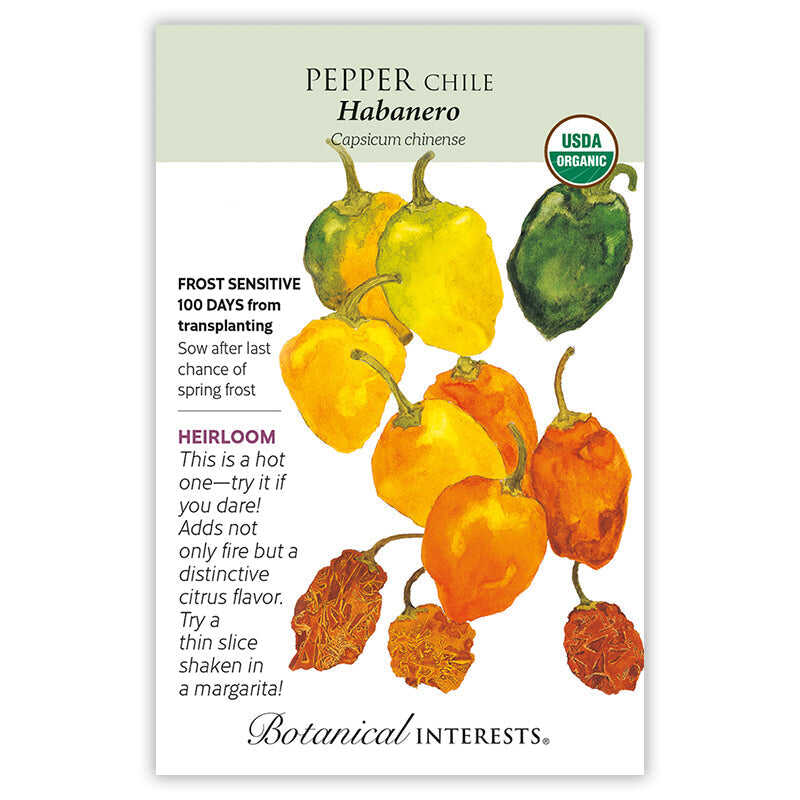 Pepper Chile seeds 'Habanero'