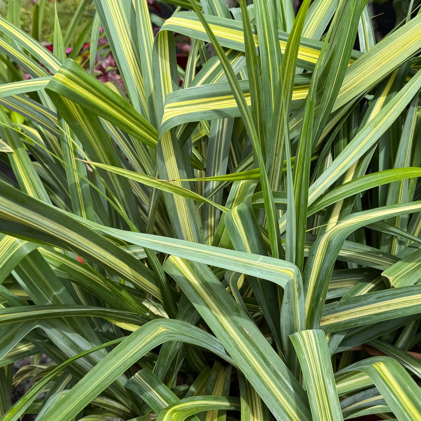 Variegated Dwarf Hala