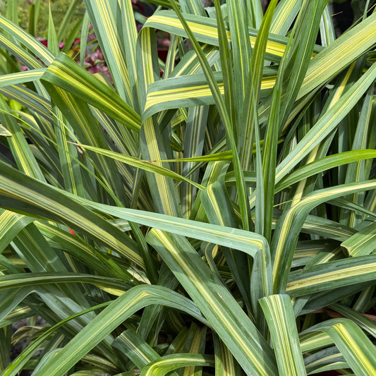Variegated Dwarf Hala