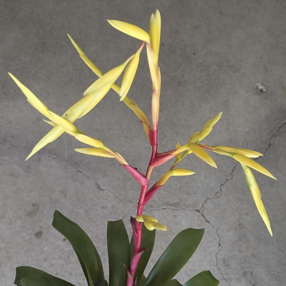 Vriesea ʻHappy Yellowʻ