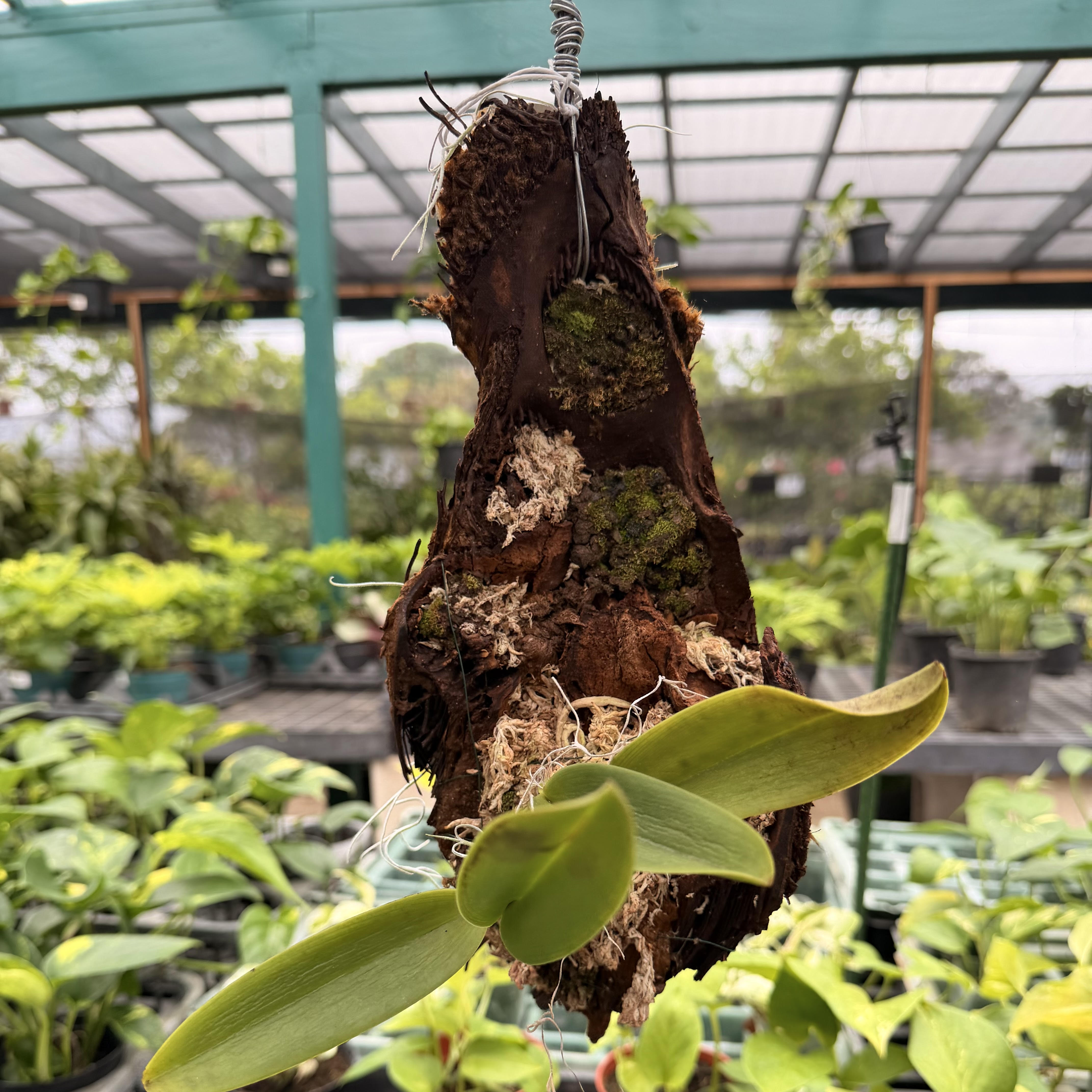Arrangements – Mari's Gardens