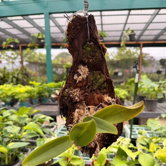 Hapu'u Air Plant Arrangements