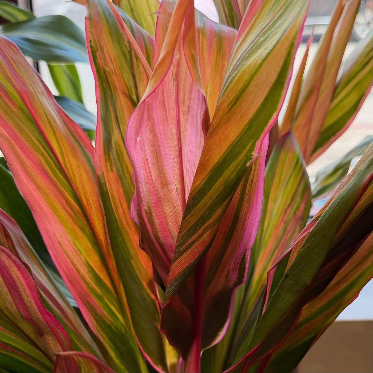 Ti Leaf 'Harlequin'