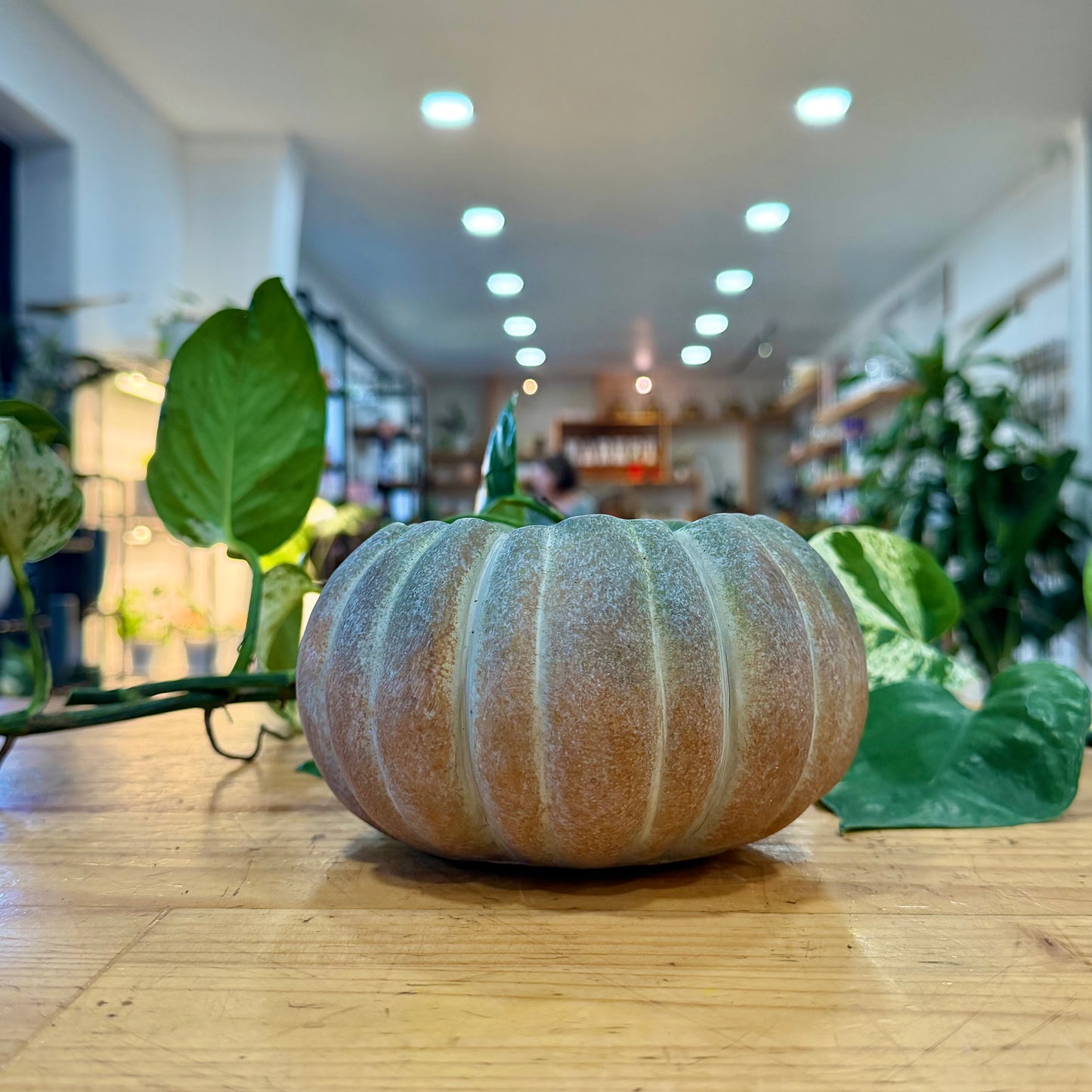 Harvest Planter