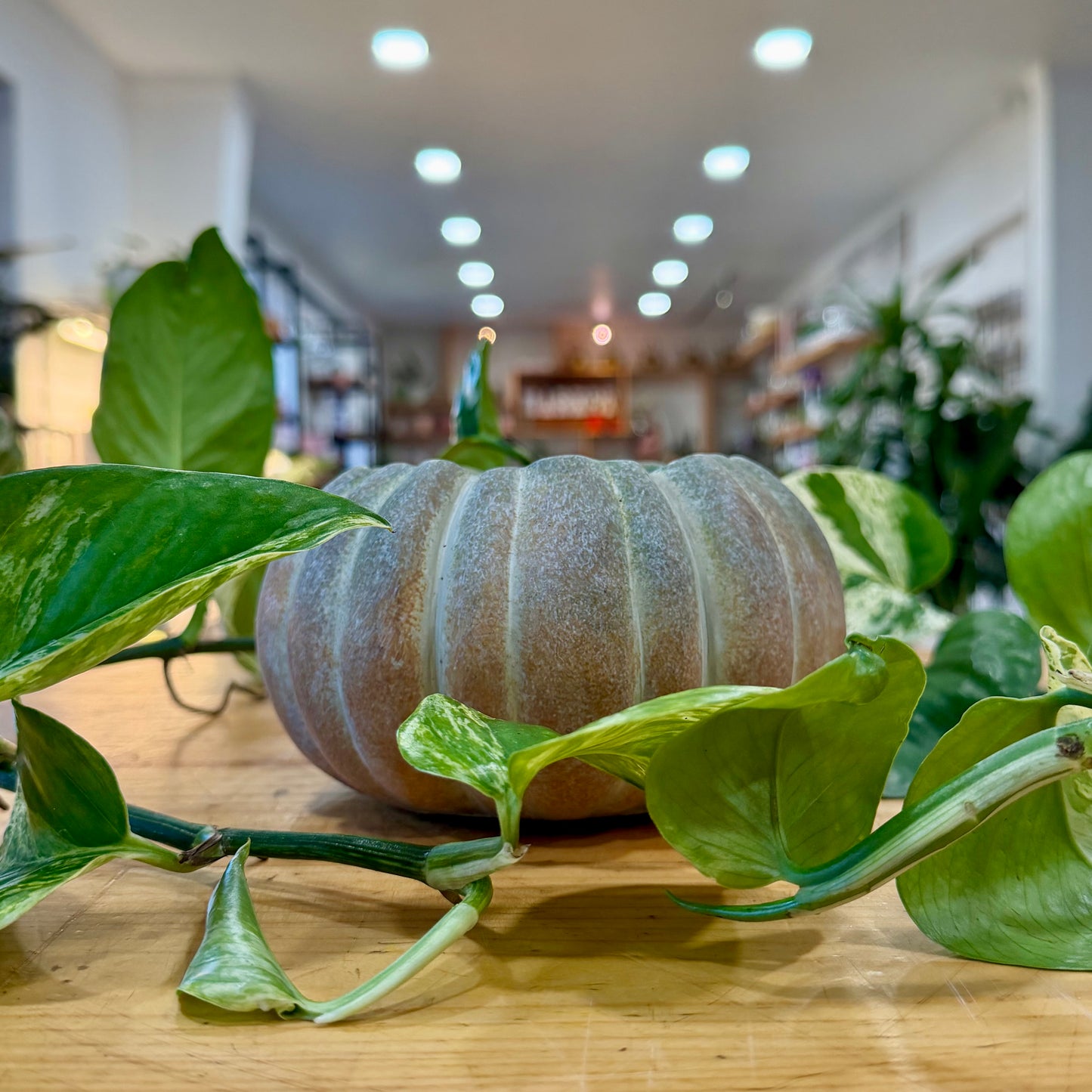 Harvest Planter