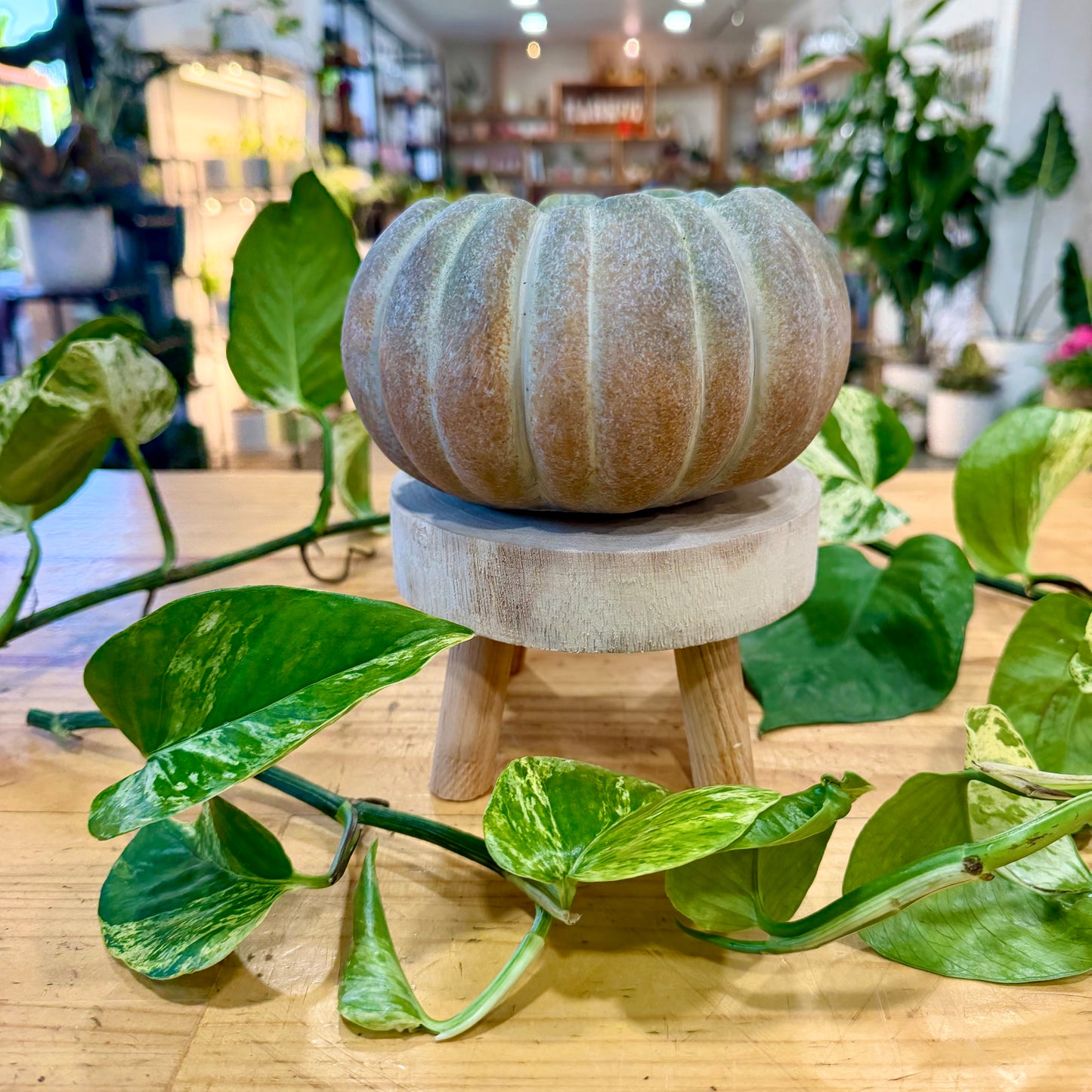 Harvest Planter