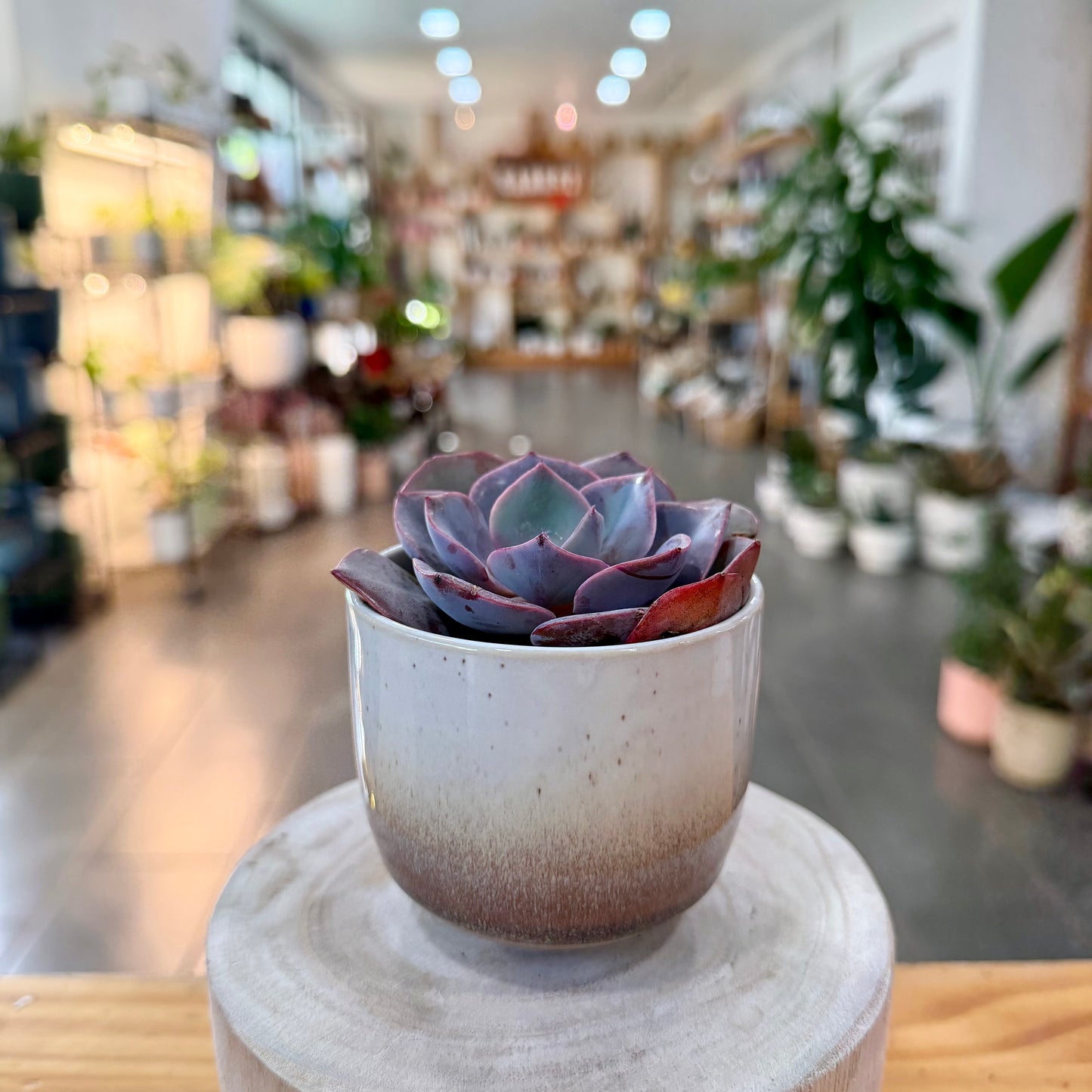 Hayes Planter