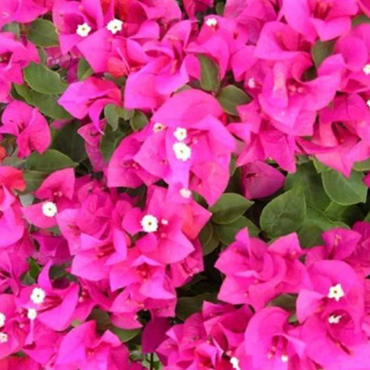 Assorted Bougainvillea