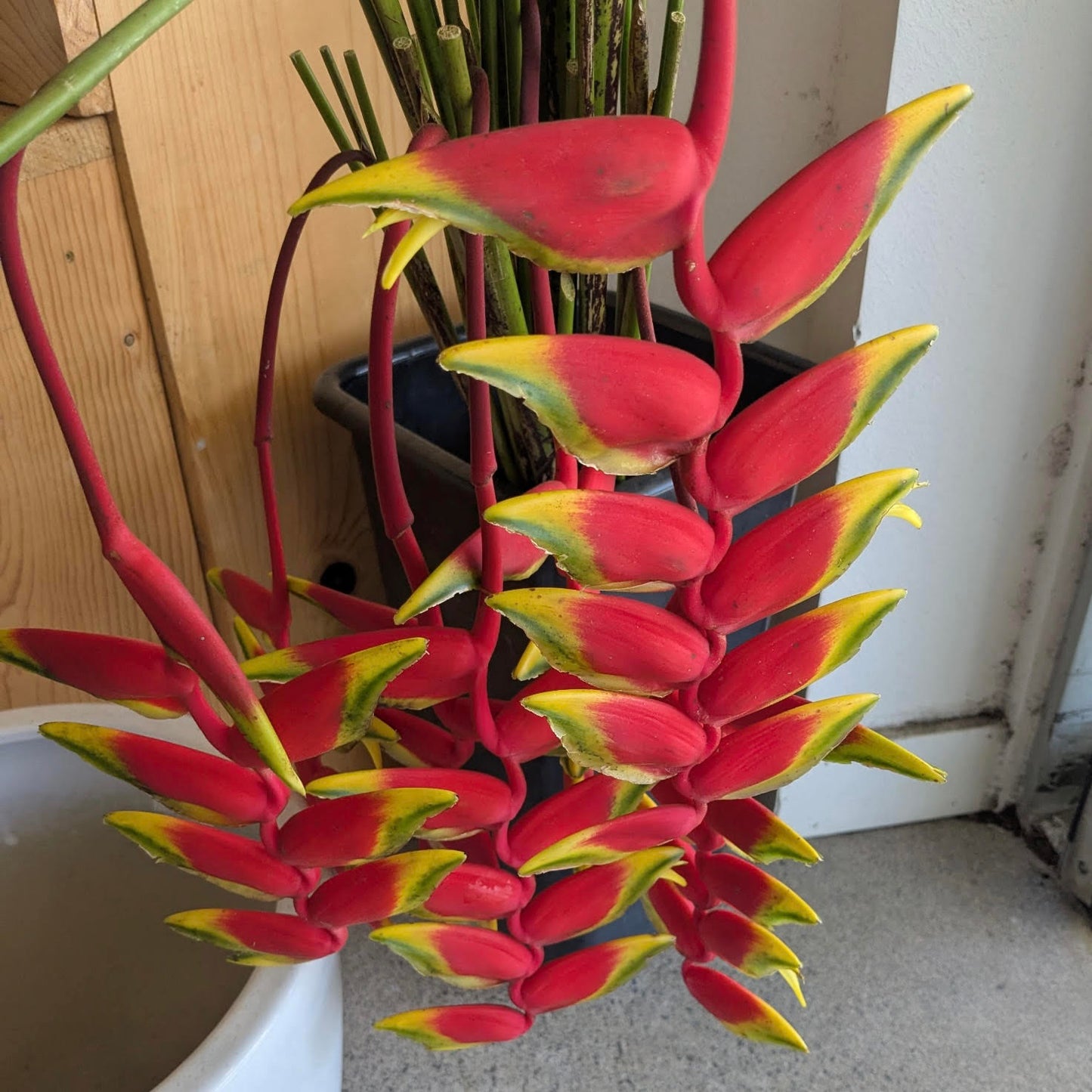 Heliconia 'Lobster Claw' Stems