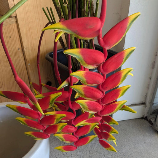 Heliconia 'Lobster Claw' Stems