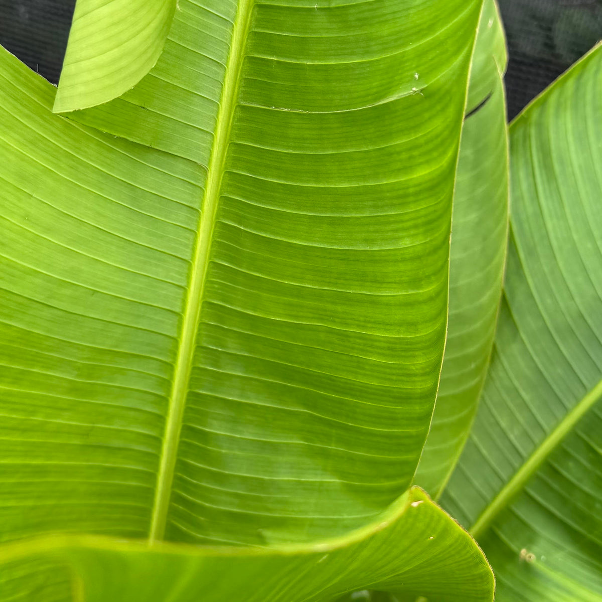 Heliconia assorted