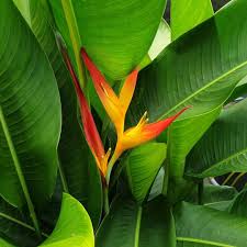Heliconia, "Tropic Fleur"