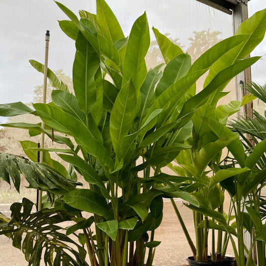 Heliconia assorted
