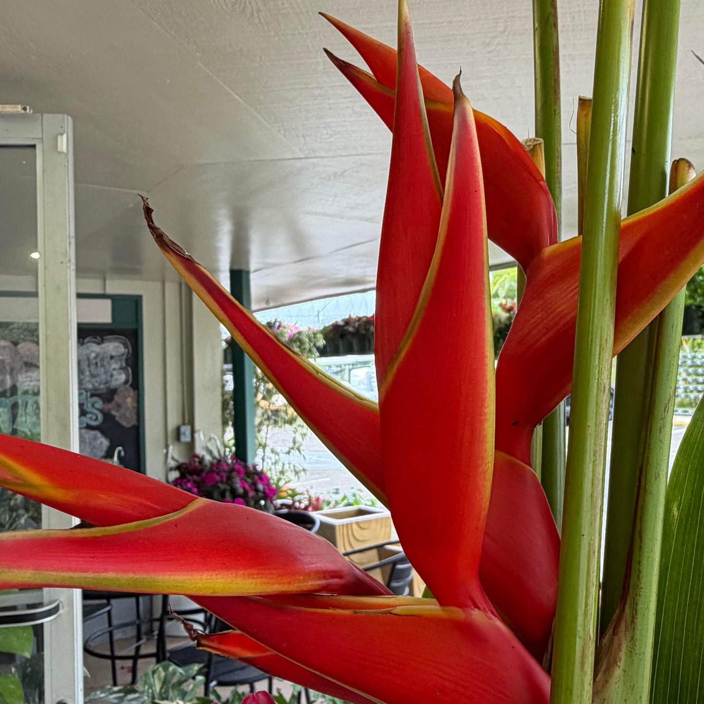 Heliconia assorted