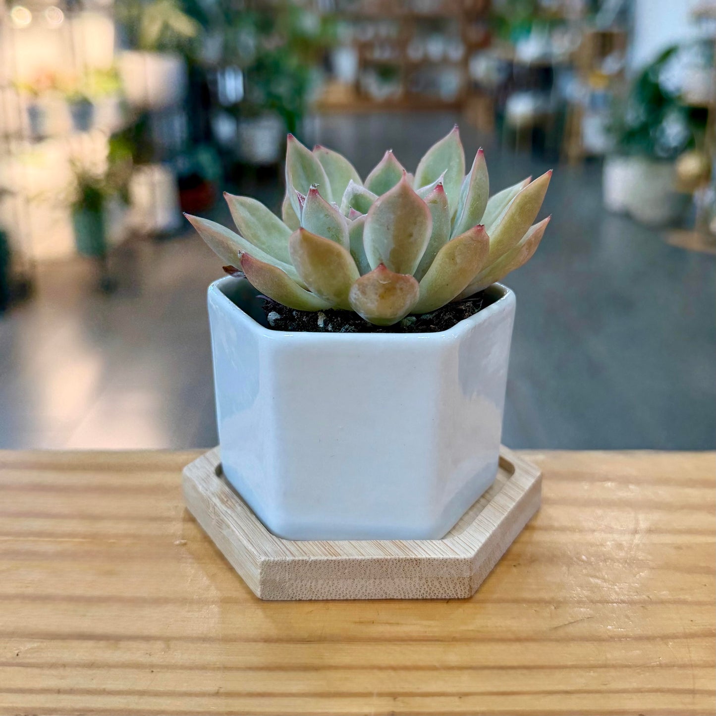 White Planter Collection