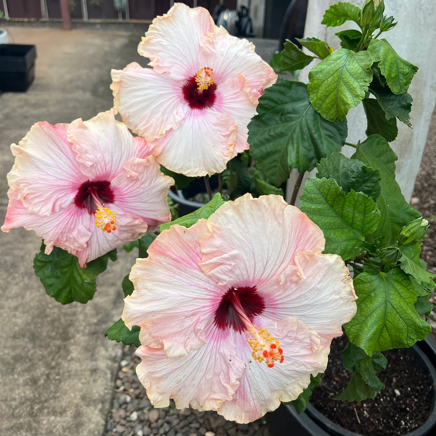 Hibiscus "Big Kahuna"