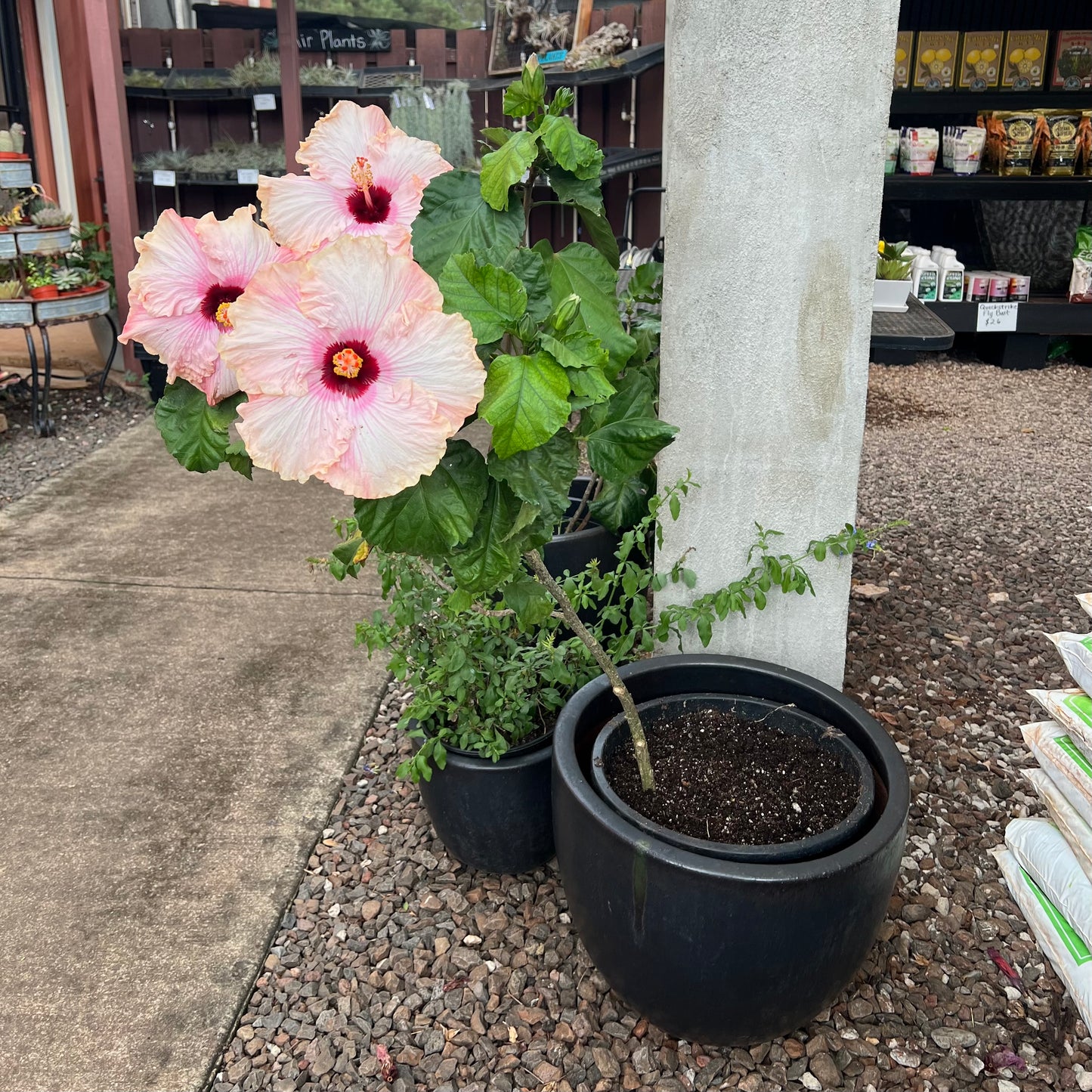 Hibiscus "Big Kahuna"