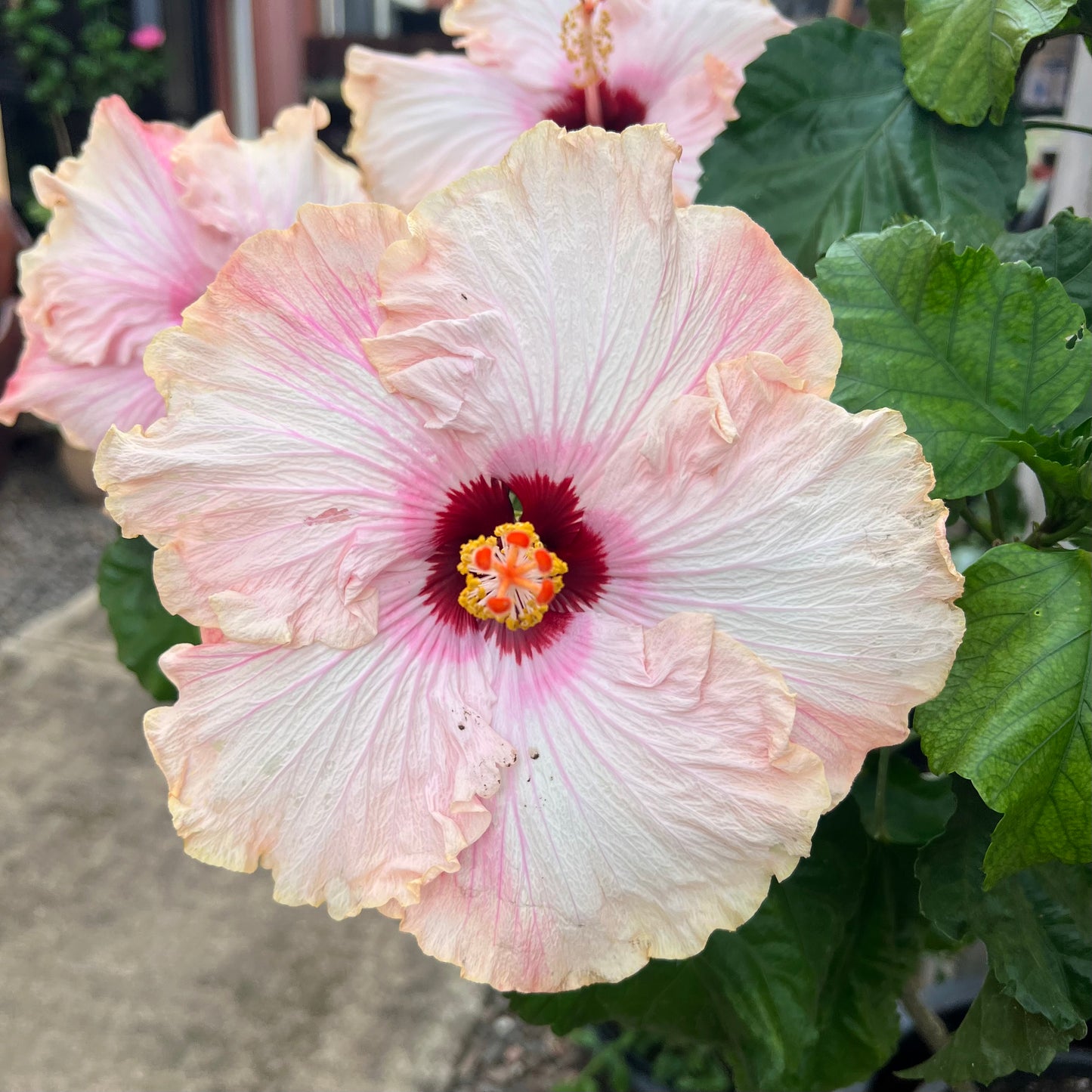 Hibiscus "Big Kahuna"