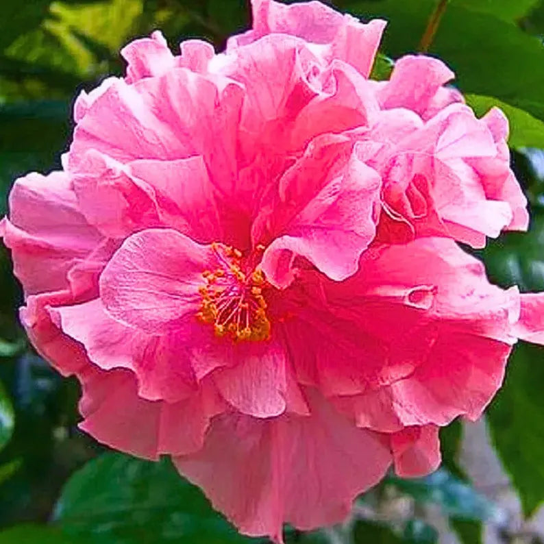 Hibiscus, "Double Pink"
