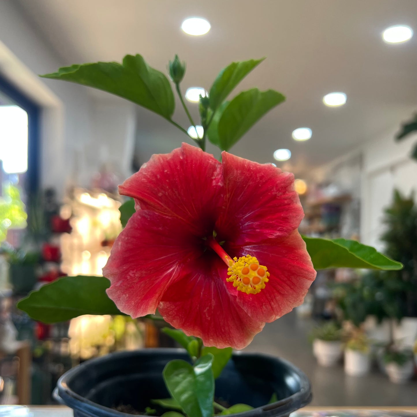 Hibiscus, "Red-Yellow"