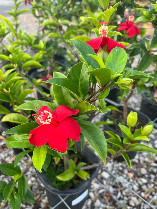 Hibiscus 'Ula'ula