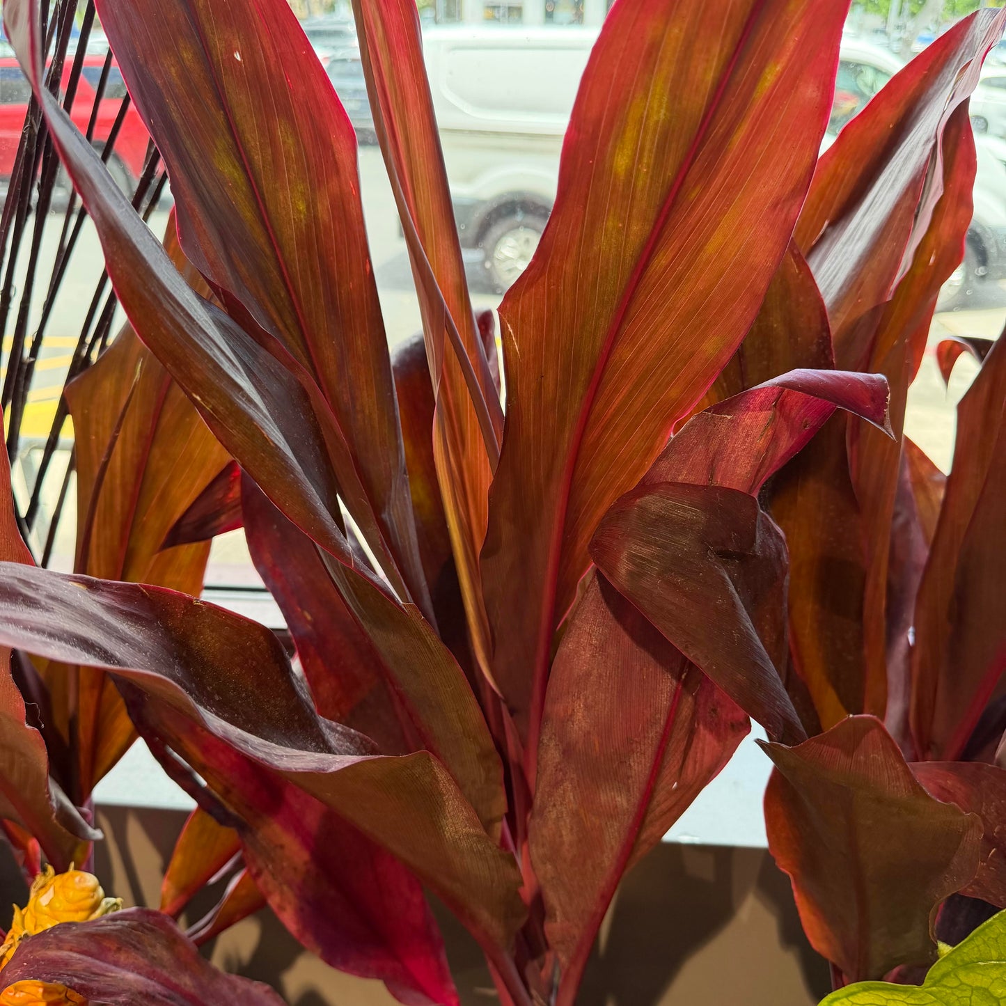 Ti Leaf, Hilo Boy
