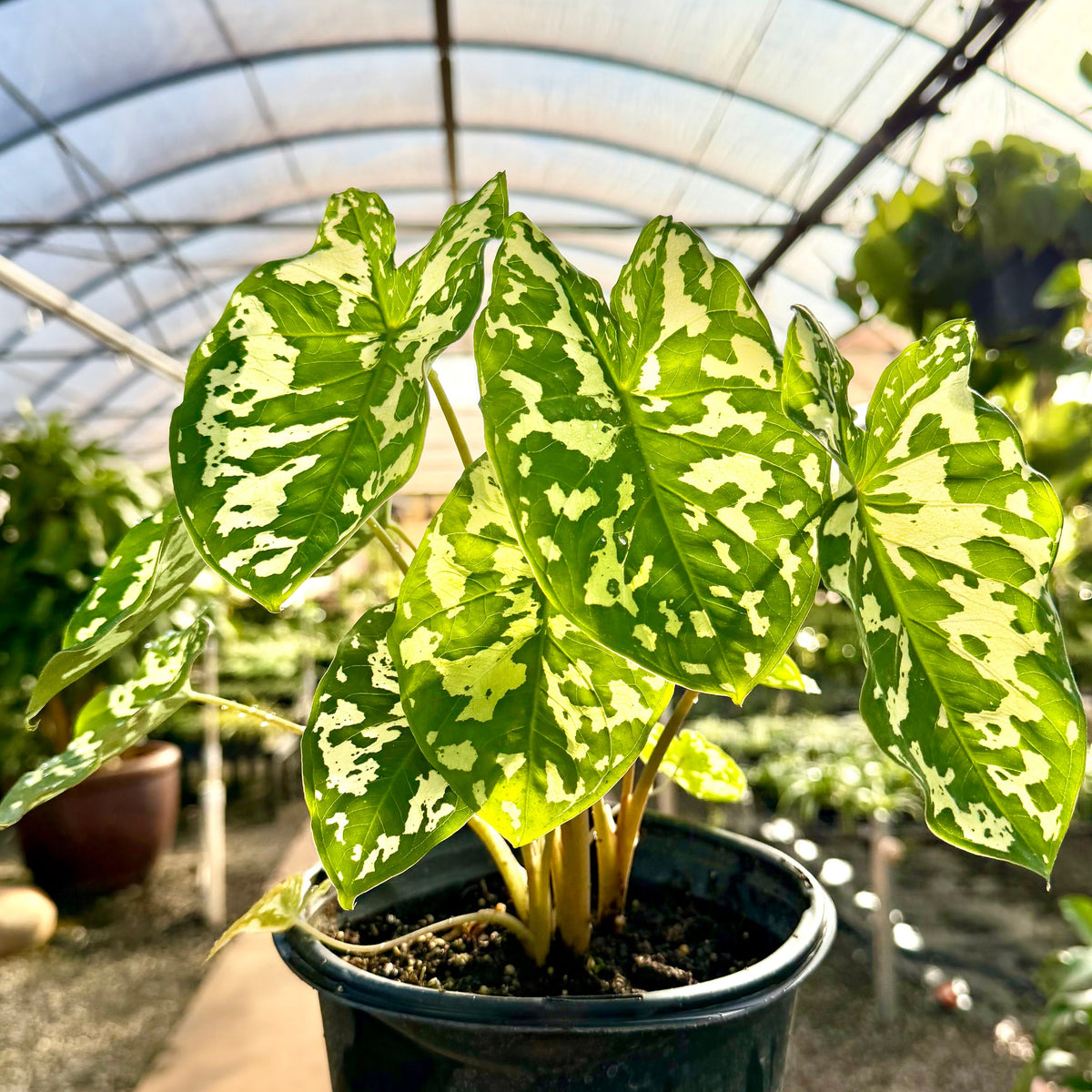 Caladium praetermissum 'Hilo Beauty'