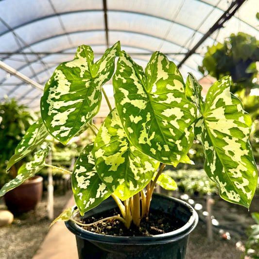 Caladium praetermissum 'Hilo Beauty'