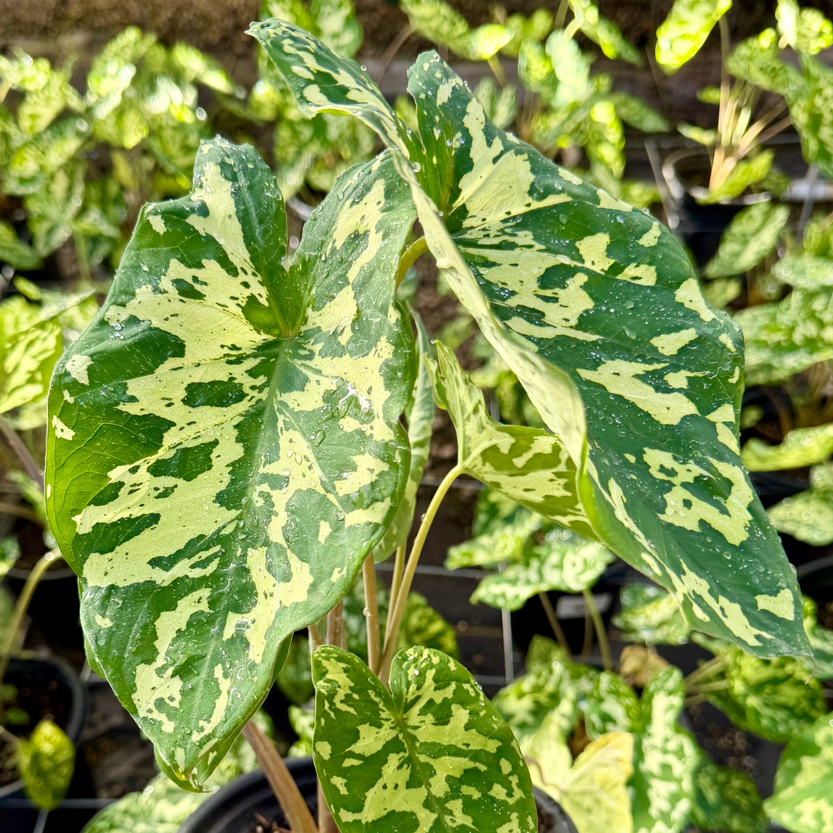 Caladium praetermissum 'Hilo Beauty'