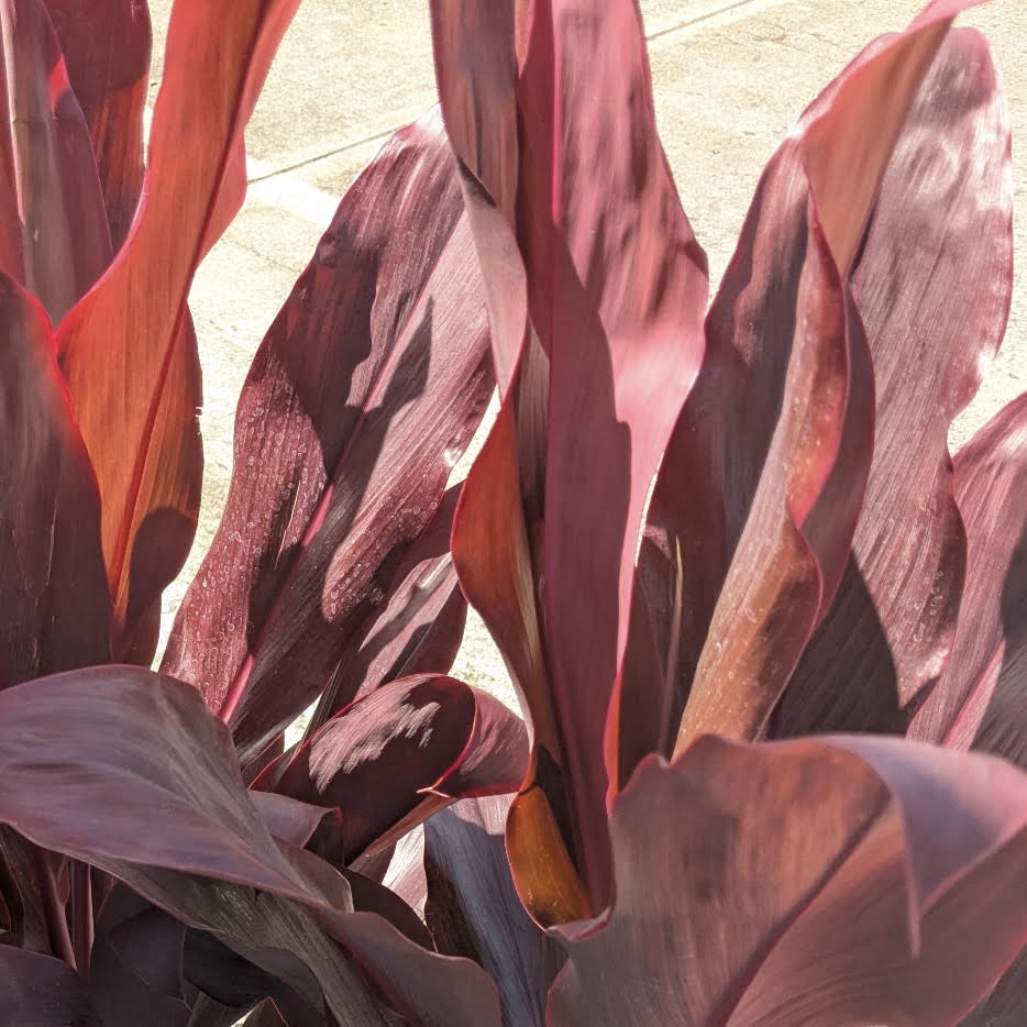 Cordyline fruticosa 'ʻHilo Boyʻ (Ti Leaf)