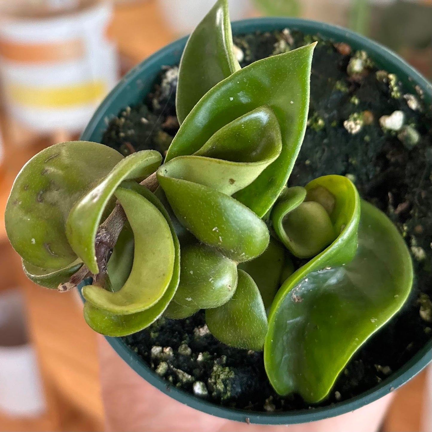 Hoya 'Hindu Rope'