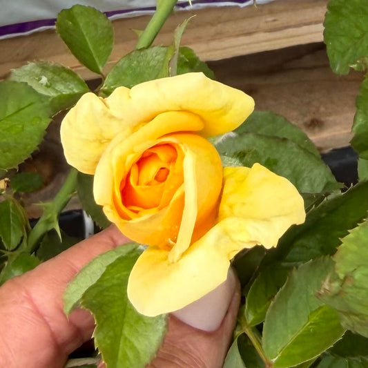 Hybrid Tea Rose Bush 'Hotel California'