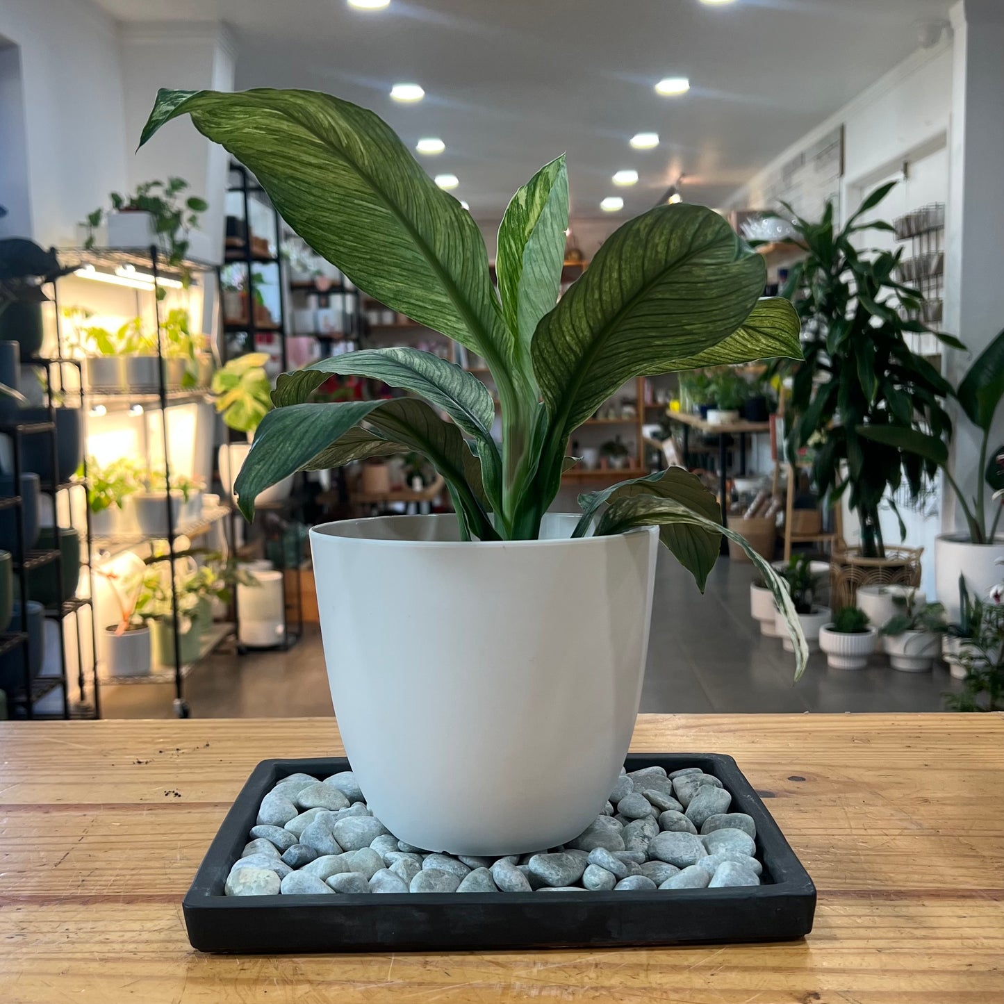 Humidity Trays