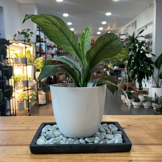 Humidity Trays