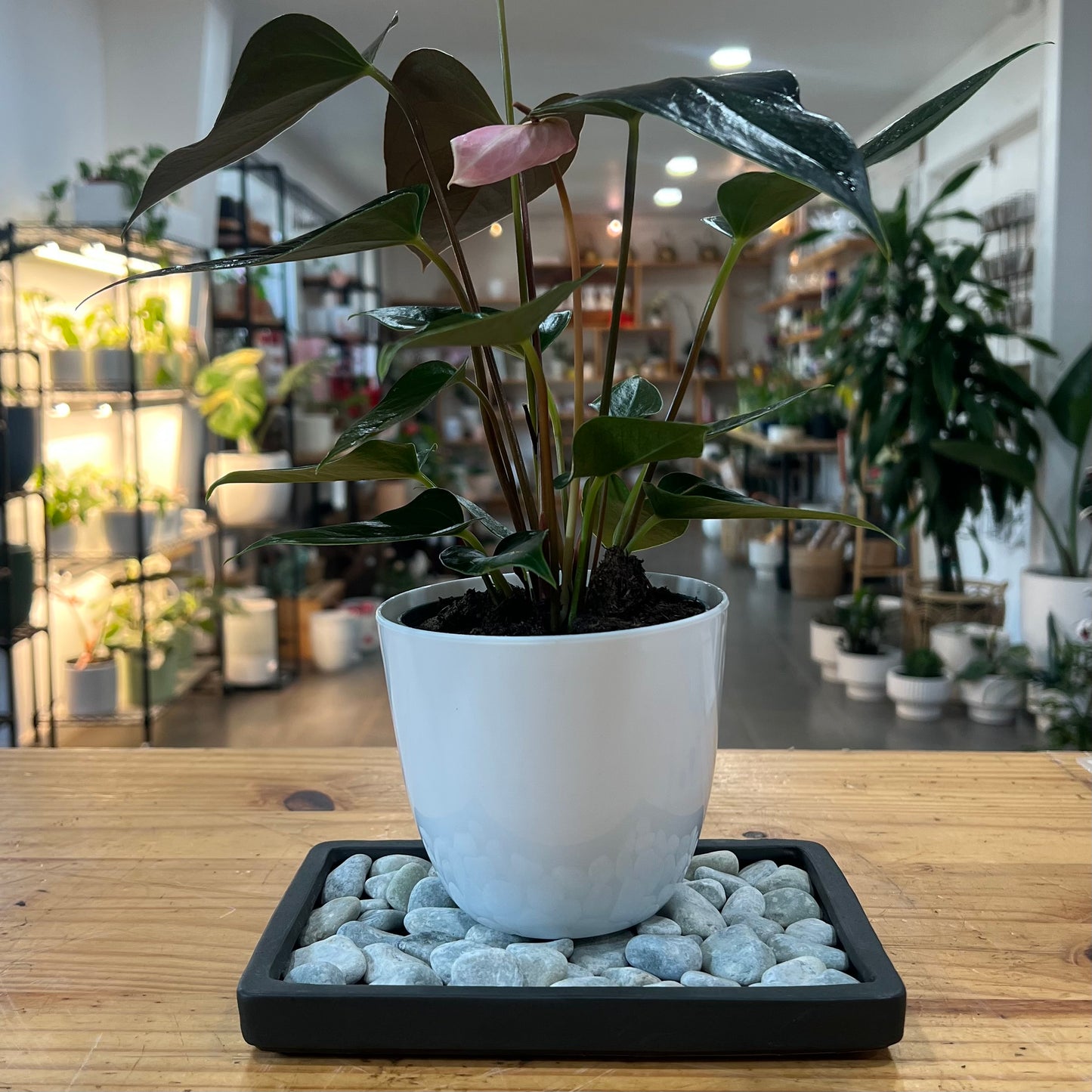 Humidity Trays