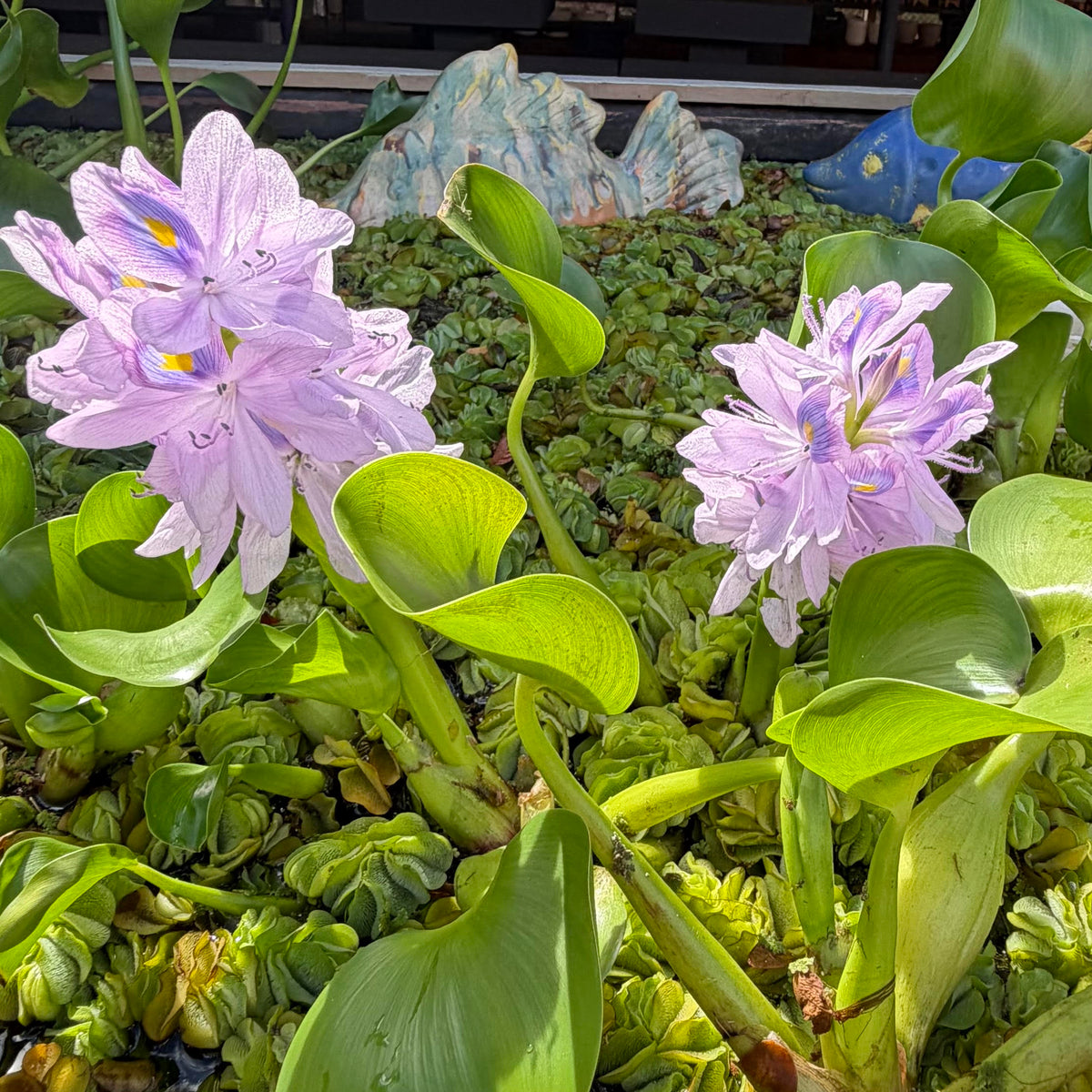 Water Plants — Hyacinth