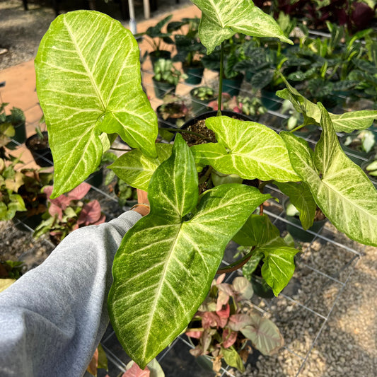 Syngonium, "White Butterfly"