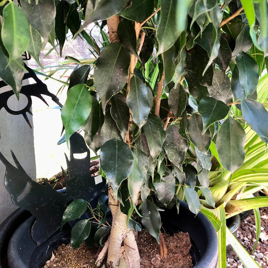 Ficus benjamina, "Midnight", Braided